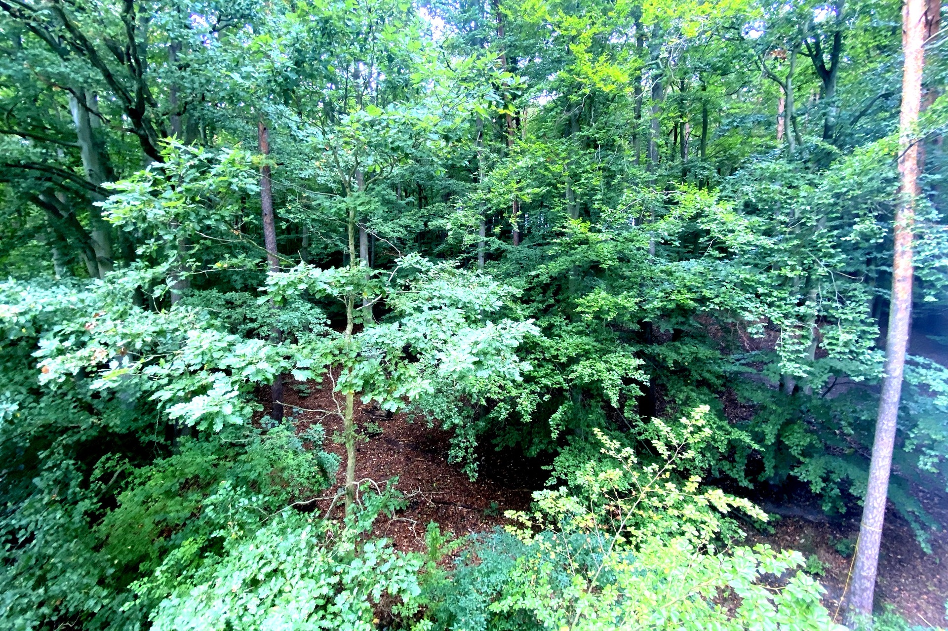 Forest - sopot apartamenty, apartamenty sopot, sopot wynajem apartamentów, apartamenty przy lesie 